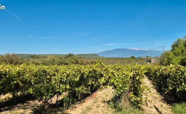 Parcelle vigne Vue Ventoux A Pernes Les Fontaines 3000m( EAU et ELECTRICITE a proximité pour projet 