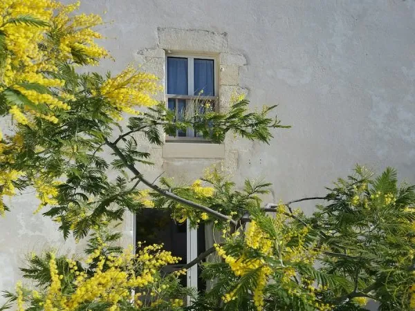 Vends 2 maisons 137m² Rivedoux-Plage (Île de Ré)