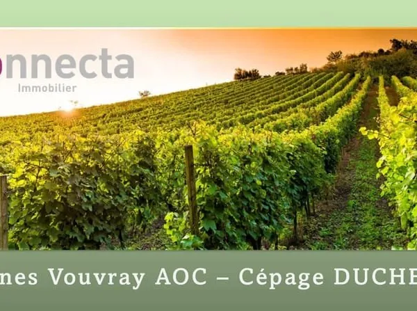 À vendre 5 hectares de vignes AOC Vouvray Rochecorbon