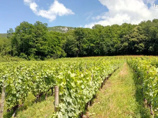 1ha 90a de vignes en cépage gamay et mondeuse savoie (73)