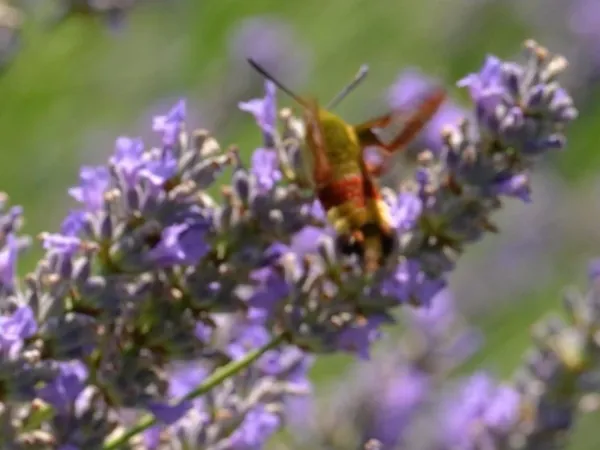 Un Art de Vivre Rare - L'Excellence Confidentielle - Sud Luberon