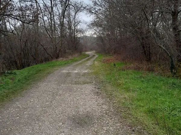 Parcelle de bois