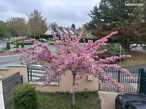 Location meublée + balcon chambre 12 m² Boissise-Le-Roi