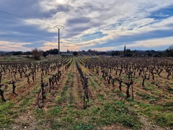 Vigne à vendre