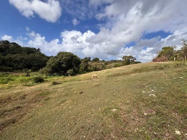 Terrain à vendre sur Sainte-Anne - Longfort Immobilier