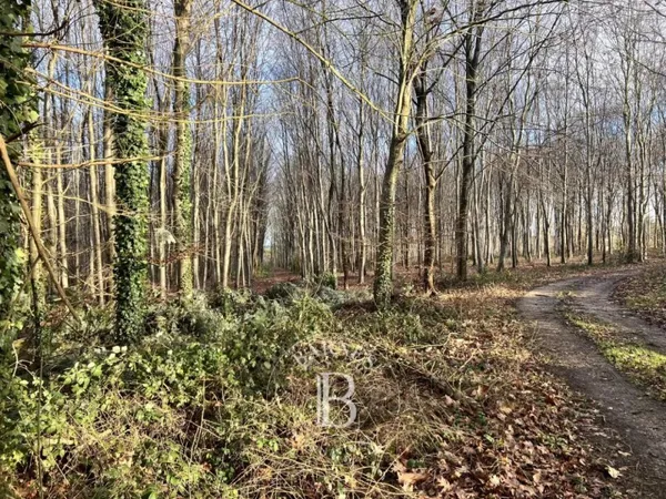 Forêt et chasse - Normandie - 49 hectares