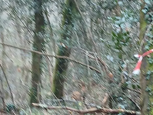 3 parcelles boisées