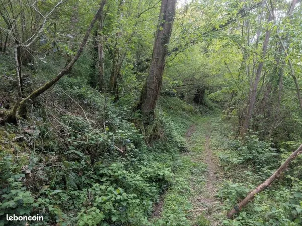 Parcelle de bois
