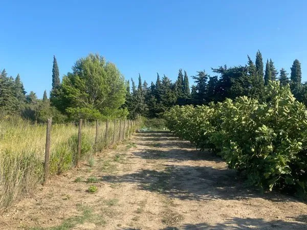Terrain agricole 6000 m2 - Salses-le-Château - 30 000 - Très bien situé