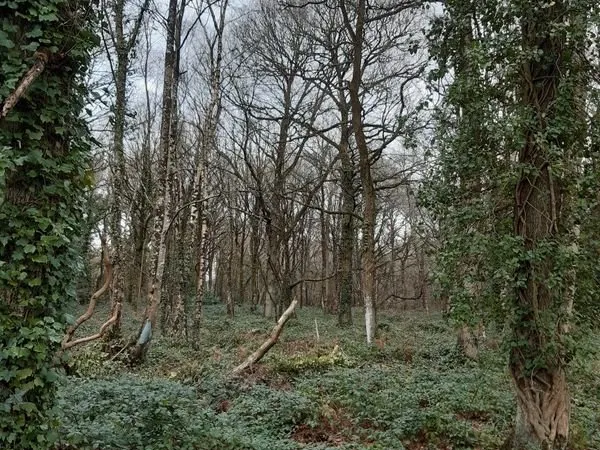 Terrain boisé