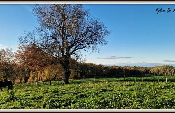 Propriété à vendre PONT DE VEYLE (01) 16,5 Ha, vue, maison 145 m², ferme à rénover 170 m², pigeonnie