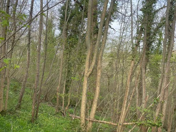 Parcelle de bois