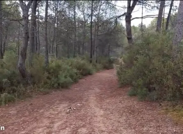 Terrain pinède 18460 m2 situé dans le Var, à Le Val, proche Brignoles