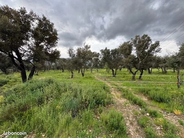 Terrain agricole 1,5 hectare