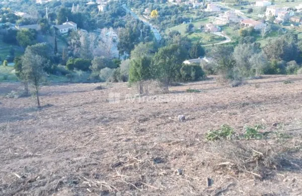A Vendre Terrain Constructible sur la Plaine de Cuttoli