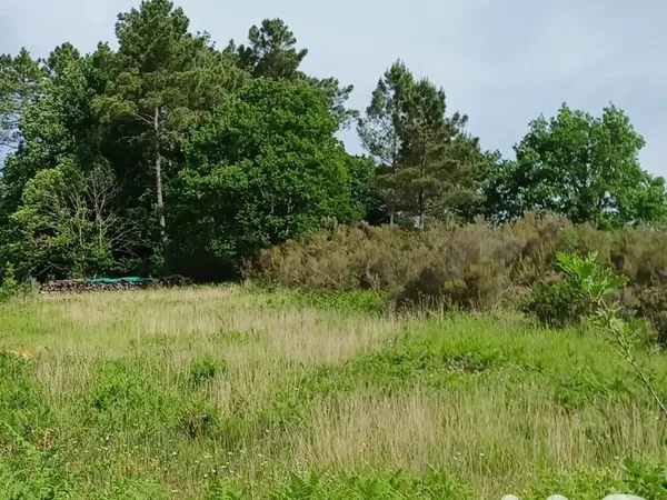 Terrain 7136 m²