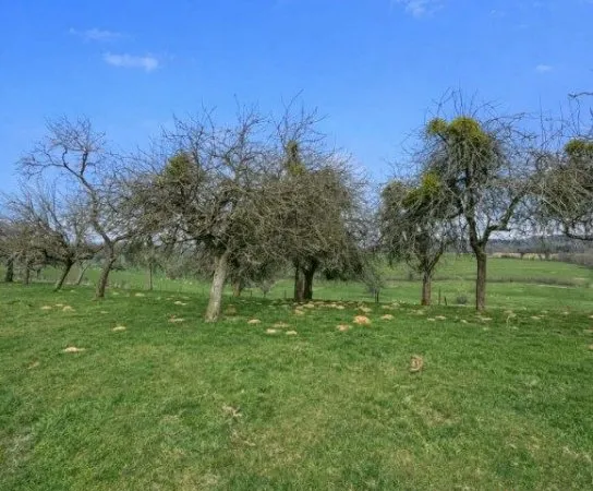 Terrain