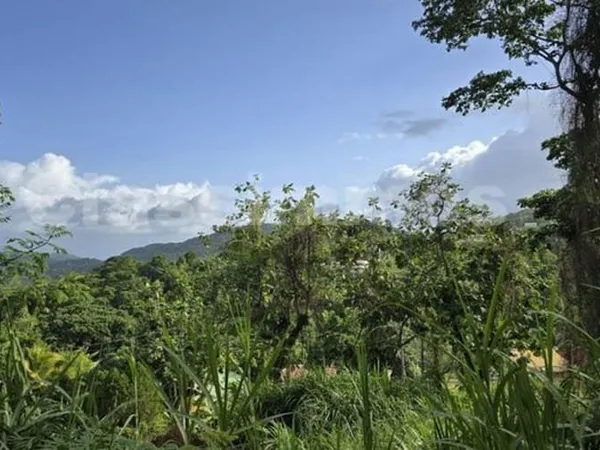 Terrain 15385 m²