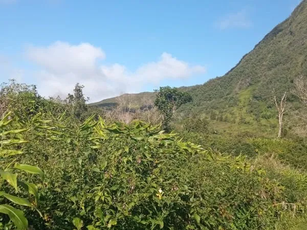 Vend terrain a la plaine des palmistes