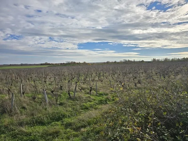 Terrains viticoles à vendre 3,19 ha en AOC Châteaumeillant Centre-Val de Loire