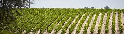 MEDOC A VENDRE RESTAURANT BRASSERIE BORD ESTUAIRE