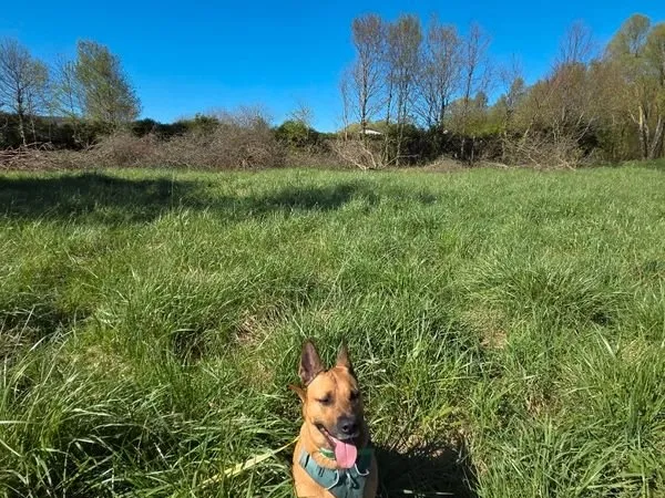 Terrain Location Beauchamps  500m² 50€