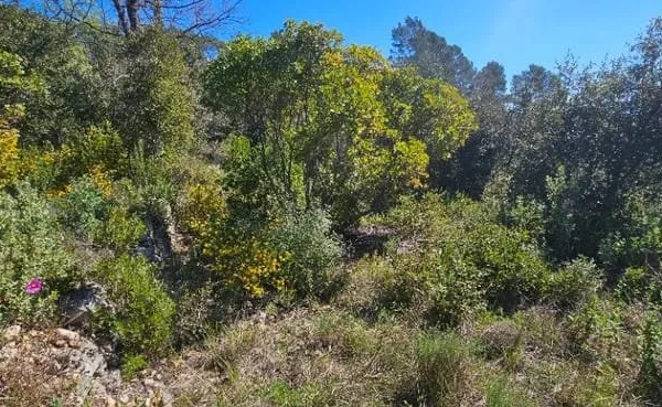 Terrain 10000 m²