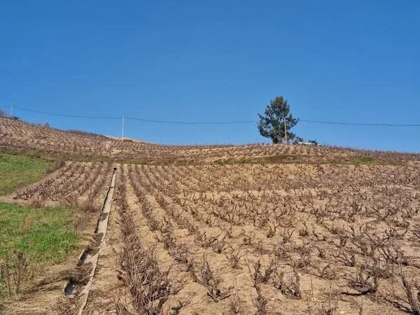 Vente vignes aop