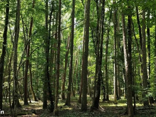 Propriété forestière en Bourgogne-37 hectares-Côte-d'Or (21)