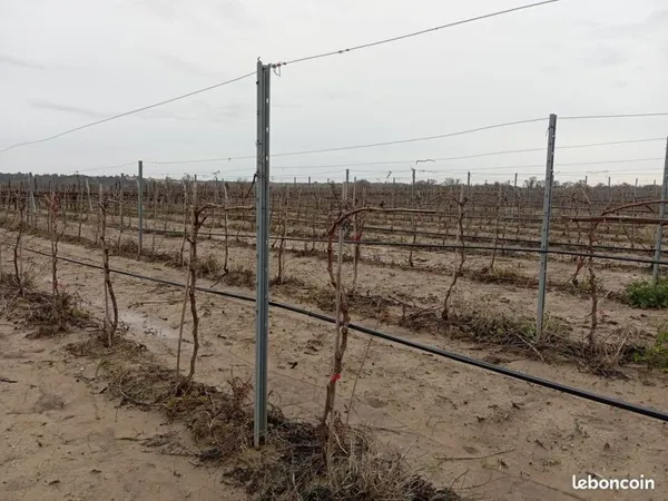 Vend vigne merlot