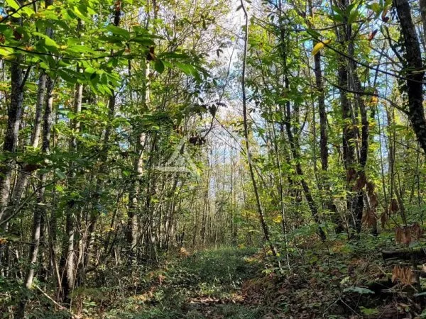 Propriete Entouree De 6 Ha De Bois Proche Gaillac