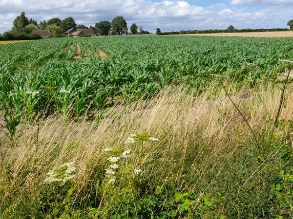 Terrains surface 8130 m²
