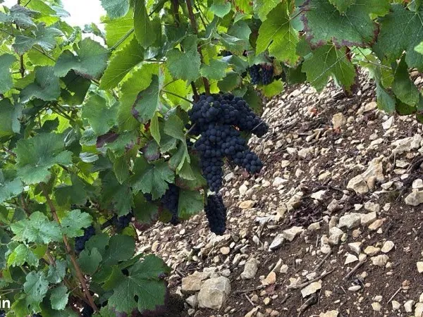 Reprise vigne Fermage/Achat