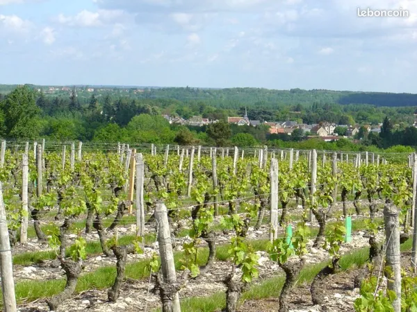 Domaine Viticole - Val-de-Loire