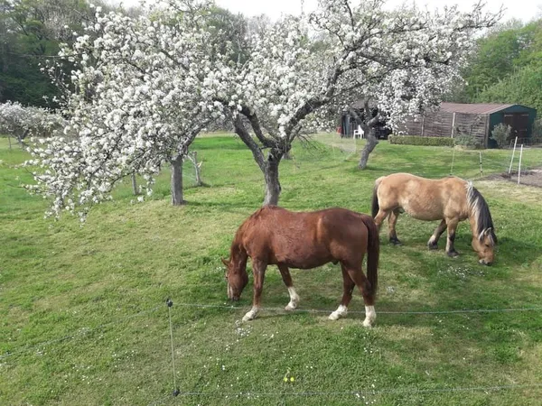 Idéal pour chevaux et animaux, à 9 mn de Toucy, sur 3 Ha 4, Venez découvrir cette jolie Maison de 24