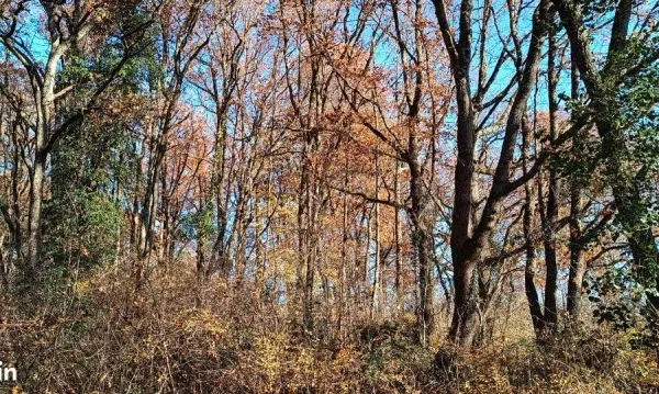 Bois de chêne