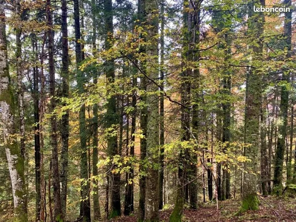 Propriété forestière 59 ha en Auvergne-Rhône-Alpes (01 - Ain)- Frontière franco-suisse