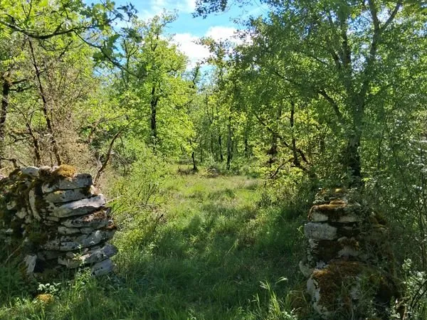 Terrain agricole- bois