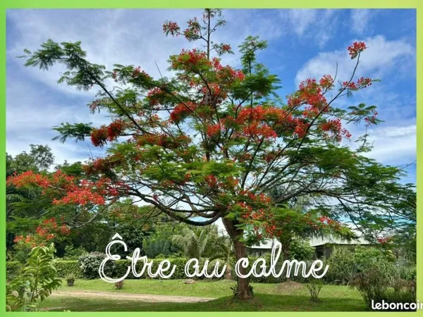 Appartement Location Matoury 2p 40m² 900€