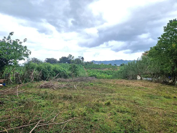Terrain 4459 m²
