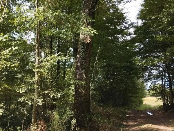 Terrain / Bois / Forêt Cheneraie 23785 m2 - Le Fay 71580