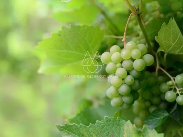 Bien agricole et foncier Vente Vouvray   2050000€