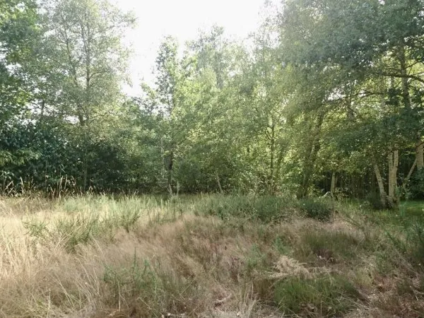 Terrain arboré à bâtir à Mézos