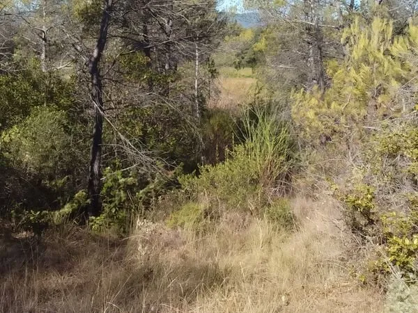 Terrain 1200 m2 Forcalqueiret
