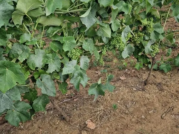 Vigne pour bio