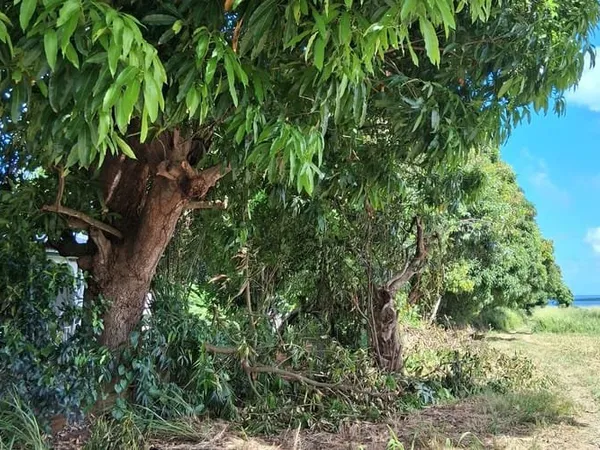 Terrain 800 m²