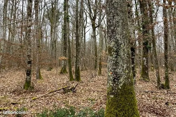 Propriété forestière en Centre-Val de Loire-29 hectares-Loir-et-Cher (41)