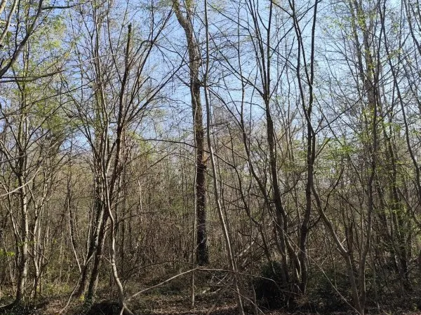 Terrain 33330 m²