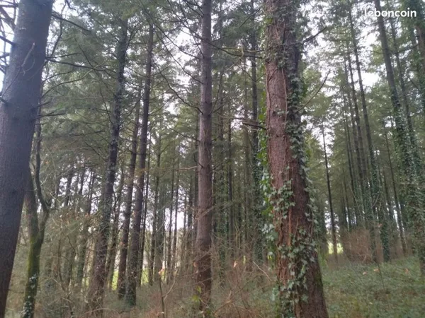 Forêt à vendre - Landes de Bellevue - Moustoir-Ac