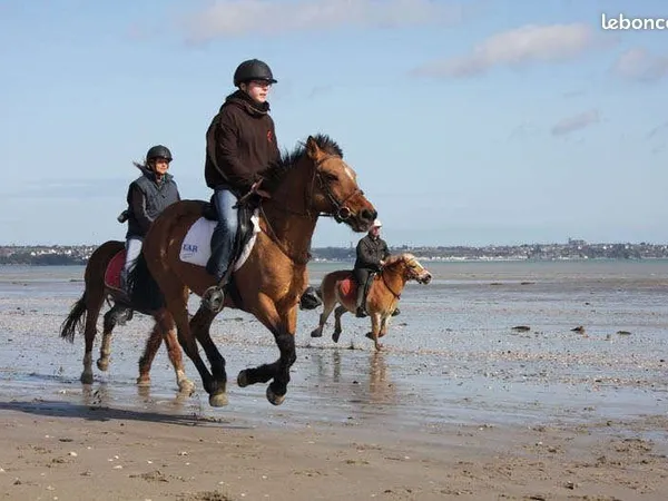 Cheval au pré